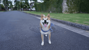 Dogecoin (DOGE) killer Shiba Inu (SHIB) slaat nergens op, vindt bekende investeerder dit is waarom!