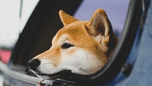 Dogecoin_DOGE_koers_stijgt_weer_hard_en_dat_komt_door_dit_mooie_nieuws Dogecoin (DOGE) koers stijgt weer hard en dat komt door dit mooie nieuws!