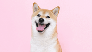 Dogecoin (DOGE) koers stijgt weer hard en zet nieuw record, wat zit er ditmaal achter de stijging