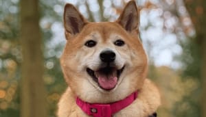 Dogecoin_DOGE_kopen_op_Bitvavo_kan_vanaf_vandaag Dogecoin (DOGE) kopen op Bitvavo kan vanaf vandaag!