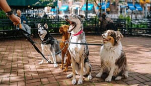 Dogecoin (DOGE) naar $1 Deze trader hoopt van wel zodat hij short kan gaan voor daling van 90%