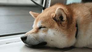 Dogecoin (DOGE) onderwerp van veel goed nieuws, maar Elon Musk vindt dat er nog werk aan de winkel is!