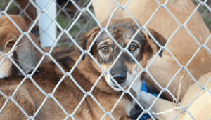 Dogecoin_gaat_echte_honden_helpen_-_Dit_dierenasiel_accepteert_nu_bitcoin_ether_litecoin_DOGE_en_meer Dogecoin gaat echte honden helpen - Dit dierenasiel accepteert nu bitcoin, ether, litecoin, DOGE en meer