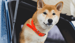 Dogecoin_is_beter_dan_bitcoin_voor_betalingen_zegt_Elon_Musk Dogecoin is beter dan bitcoin voor betalingen, zegt Elon Musk