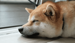 Dogecoin_koers_stijgt_na_geruchten_over_DOGE_futures_op_CME_maar_is_het_nepnieuws Dogecoin koers stijgt na geruchten over DOGE futures op CME, maar is het nepnieuws