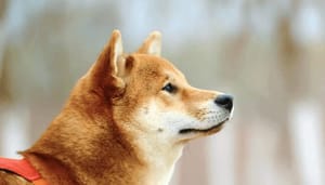 Dogecoin_meeste_zoekopdrachten_in_helft_van_alle_Amerikaanse_staten Dogecoin meeste zoekopdrachten in helft van alle Amerikaanse staten