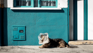 El Salvador gaat met zijn bitcoin (BTC) winst een dierenziekhuis bouwen, kondigt president Bukele aan