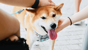 Elon Musk dempt Dogecoin (DOGE) hype SNL optreden: “stop niet al je spaargeld in crypto”