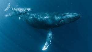 Ethereum whales kopen $4,5 miljard aan ETH in 30 dagen