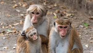 Ethereum_ETH_NFT_project_Bored_Ape_Yacht_Club_wil_begin_volgend_jaar_eigen_token_lanceren Ethereum (ETH) NFT project Bored Ape Yacht Club wil begin volgend jaar eigen token lanceren