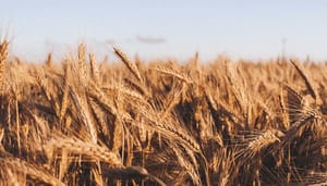 Fundamentele_analyse_Maximaliseer_je_DeFi_winst_met_Wheat_Token Fundamentele analyse Maximaliseer je DeFi winst met Wheat Token
