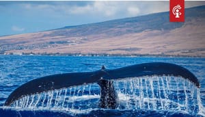'Koop bitcoin (BTC) wanneer de whales hun bitcoin terugtrekken van de exchanges'