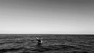 Koop_niet_deze_bitcoin_BTC_dip_te_veel_whales_op_exchanges_zegt_CEO_onderzoeksbedrijf Koop niet deze bitcoin (BTC) dip, te veel whales op exchanges, zegt CEO onderzoeksbedrijf