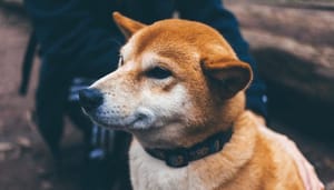 Legendarische_investeerder_Mark_Cuban_haalt_uit_naar_bitcoin_BTC_‘maximalisten_en_steunt_dogecoin Legendarische investeerder Mark Cuban haalt uit naar bitcoin (BTC) ‘maximalisten’ en steunt dogecoin