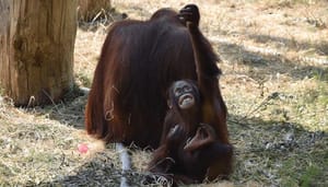 NFT-project_Bored_Ape_Yacht_Club_doneert_tonnen_aan_Orangutan_Outreach_een_goed_doel_voor_apen NFT-project Bored Ape Yacht Club doneert tonnen aan Orangutan Outreach, een goed doel voor apen