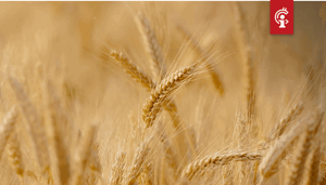 Rabobank_en_Cargill_wikkelen_transactie_met_tarwe_af_via_blockchain Rabobank en Cargill wikkelen tarwetransactie ter waarde van $12 miljoen af via blockchain