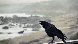Ravencoin_RVN_steeg_1700_in_3_weken_maar_ondergaat_hevige_correctie_wat_is_het_eigenlijk Ravencoin (RVN) steeg 1700% in 3 weken, maar ondergaat hevige correctie, wat is het eigenlijk