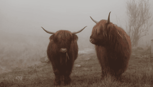 Recordbedrag van $1,2 miljard aan ethereum (ETH) stroomde gisteren uit beurzen, hoe bullish is dit
