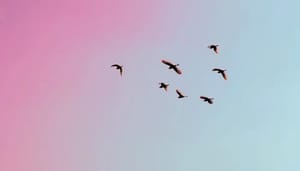Ripple_XRP_houders_ontvangen_binnenkort_nog_een_Airdrop_van_Flare_Networks_Songbird_SGB_tokens Ripple (XRP) houders ontvangen binnenkort nog een Airdrop van Flare Networks Songbird (SGB) tokens
