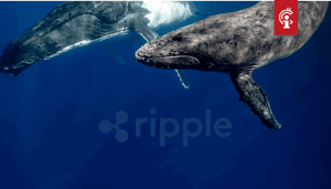 Ripple_XRP_whales_maken_zich_op_voor_spark_aidrop_versturen_enorme_bedragen Ripple (XRP) whales maken zich op voor spark aidrop, versturen enorme bedragen