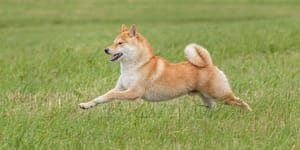 Shiba-Inu-Hond-1140x570-1 Crypto wereld in rouw door enorm meme-verlies