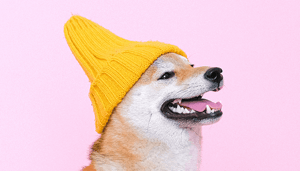 Shiba-inu-crypto Shiba inu crypto