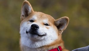 Shiba-inu-transacties Shiba Inu transacties op historisch dieptepunt, interesse blijft dalen