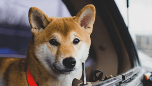 Shiba_Inu_SHIB_de_hardste_stijger_door_deze_tweet Shiba Inu (SHIB) de hardste stijger door deze tweet