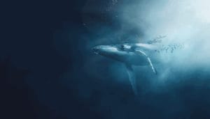 Shiba_Inu_SHIB_is_verreweg_de_populairste_ERC-20_token_onder_Ethereum_ETH_whales Shiba Inu (SHIB) is verreweg de populairste ERC-20 token onder Ethereum (ETH) whales