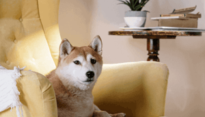 Shiba Inu (SHIB) kreeg er in korte tijd 30.000 nieuwe hodlers bij, was dit de reden voor snelle stijging?