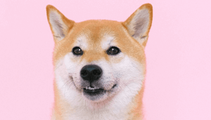Shiba_Inu_SHIB_toegevoegd_aan_crypto_exchange_Gemini_volgen_Robinhood_en_Kraken_snel Robinhood posee más del 24% de todos los DOGE en circulación
