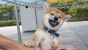 Shiba_inu_stijgt_hard_na_notering_Kraken_exchange Shiba inu stijgt hard na notering Kraken exchange