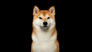 Shutterstock_599492900 Shiba-inu-shibarium-koers