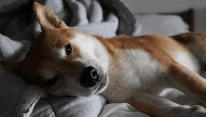 Staan shiba inu en XRP op uitbreken John kijkt verder naar bitcoin, ethereum en meer