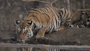 Tiger_King_Joe_Exotic_lanceert_eigen_crypto_op_Ethereum_TKING Tiger King Joe Exotic lanceert eigen crypto op Ethereum TKING