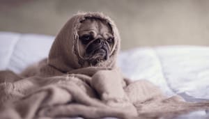Timos_Take_Shiba_inu_SHIB_onderuit_is_een_investering_in_crypto_een_grote_gok Timo's Take Shiba inu (SHIB) onderuit, is een investering in crypto een grote gok
