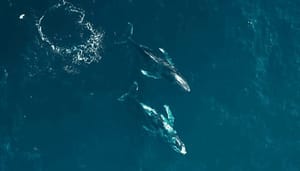 Timos_take_Wat_doet_het_grote_geld_tijdens_deze_bitcoin_BTC_koers_correctie Timo's take Wat doet het grote geld tijdens deze bitcoin (BTC) koers correctie