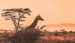 Veel_Afrikanen_kopen_bitcoin_BTC_en_crypto_voor_toekomst_van_familie_blijkt_uit_onderzoek Veel Afrikanen kopen bitcoin (BTC) en crypto voor toekomst van familie, blijkt uit onderzoek