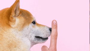 Veroorzaakt_dit_de_volgende_grote_Shiba_Inu_SHIB_stijging Veroorzaakt dit de volgende grote Shiba Inu (SHIB) stijging