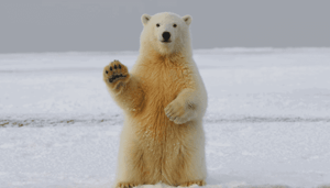 Video Bitcoin bearish reactie bij $53k John kijkt naar DOT, ETH en meer