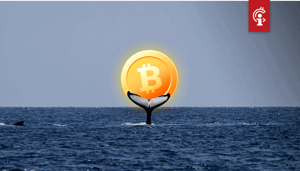Whales_kochten_bitcoin_BTC_tijdens_crash_terwijl_korte_termijn_investeerders_juist_verkochten Whales kopen bitcoin (BTC) tijdens crash terwijl korte termijn investeerders juist verkopen