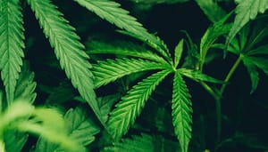 Het Nederlandse BitCanna; een uitgebreide fundamentele analyse!