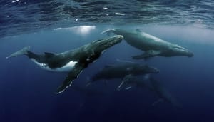 bitcoin-whales-groeien Bitcoin whales groeien in aantallen, weer voorbode van grote stijging?