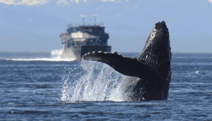 bitcoin_whales_aan_het_oppervlak_john_bespreekt_XRP_ethereum_chainlink_polkadot Ethereum (ETH) belandt vooral in de zakken van whales, blijkt uit deze gegevens