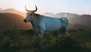 bullish_week_voor_bitcoin_john_bekijkt_ethereum_cardano_solana_ren_vechain bullish_week_voor_bitcoin_john_bekijkt_ethereum_cardano_solana_ren_vechain