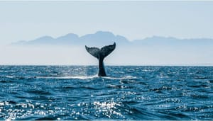 cardano-whale Cardano whales kopen ADA en vergroten bezit met 50%