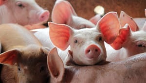 crypto-scam-pig-butchering 'Varkensslacht' scam aangepakt: $112m aan crypto in beslag genomen