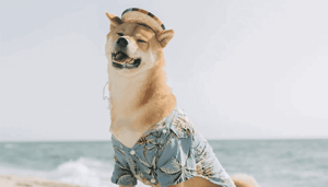 dogecoin_en_shiba_inu_gaan_hard_bitcoin_koers_boven_de_50000_dollar_john_bekijkt_ethereum_cardano_solana dogecoin_en_shiba_inu_gaan_hard_bitcoin_koers_boven_de_50000_dollar_john_bekijkt_ethereum_cardano_solana