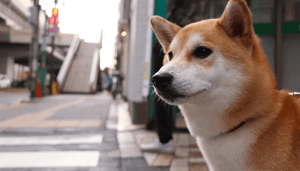 Dogecoin koers op weg naar $1? John bekijkt bitcoin, ethereum, cardano, iota en tokocrypto