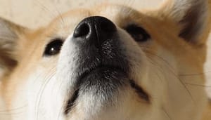 Dogecoin pumpt én dumpt door Elon Musk. John bekijkt ethereum, polygon, pundi X, XRP en meer